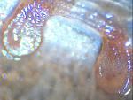Nhandu vulpinus L9