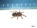 Nhandu coloratovillosus 6-7