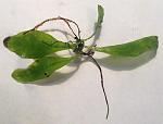 Microsorum pteropus ''Undulata''