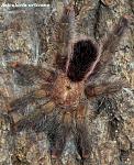 Avicularia urticans