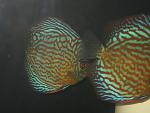 IMG 3461