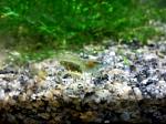 Neocaridina Blue Pearl