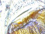 Chromatopelma cyanopubescens L5