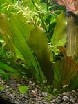 Echinodorus 'Altlandsberg