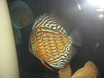 IMG 3447