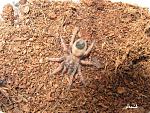 Brachypelma klaasi 5