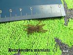 Heteroscodra maculata 3