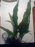 Microsorum pteropus sp.