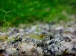 Neocaridina Blue Pearl3