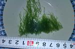 Stringy moss