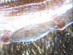 Grammostola pulchra L10