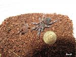 Nhandu coloratovillosus 6-7