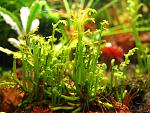 Bolbitis heteroclita difformis