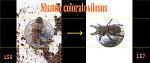 Nhandu coloratovillosus