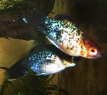 DSCN0906