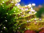  moss sp.610