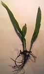 Microsorum pteropus Phillipine