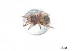 Brachypelma klaasi 5