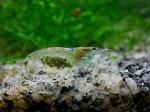 Neocaridina Blue Pearl2