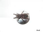 Nhandu coloratovillosus 6-7