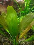 Echinodorus Red Special   