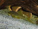 L200 Hemiancistrus subvirdis