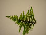 Spiky Moss (1)