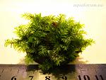 Fissidens Nobilis  