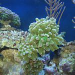 Euphyllia paradivisa