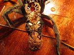Cyclosternum (Davus) fasciatus