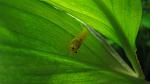 GOLDEN Bee