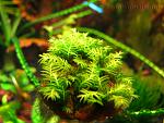 Fissidens Nobilis  