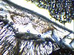 Poecilotheria metallica L8