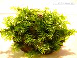 Fissidens Nobilis  