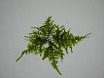 Spiky Moss (2)