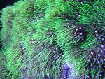 Briareum sp.