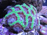canthastrea sp.