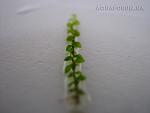 Amblystegium serpens (Nano Moss) (5)