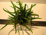 Microsorum sp. Trident  