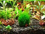 Flame moss   (1)
