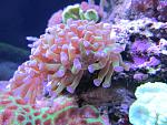 Euphyllia  parancora