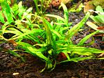 Microsorum sp. Trident  