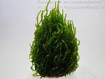 Flame moss  