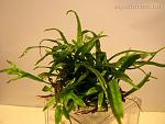 Microsorum sp. Trident  