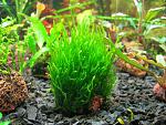 Flame moss   (4)