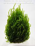 Flame moss   (3)