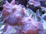Rhodactis sp.