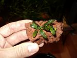 Busephalandra sp."Kualakuayan-2"