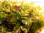 Fissidens Nobilis  
