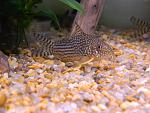 Corydoras sterbai